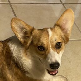 Ladybug - Pembroke Welsh Corgi