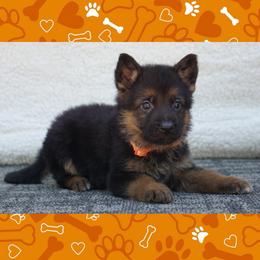 Noah - Black and red male German Shepherd puppy in Muldrow, Oklahoma from Reizarf Kennels