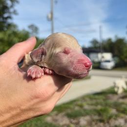 Lime - Cream female Poodle puppy in North Port, Florida from Desert in the South Standard Poodles