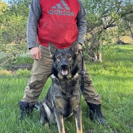 Red - German Shepherd