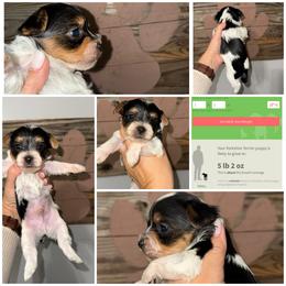 Rocky - Parti male Yorkshire Terrier puppy in Cleveland, Tennessee from Moody’s Morkies and More