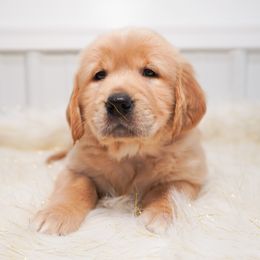 Golden Retriever, Miniature American Shepherd, and Siberian Husky Puppies from HuskiesAndGoldensWithFinesse