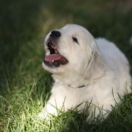 Golden Retriever Puppies from Gravitas Golden Retrievers