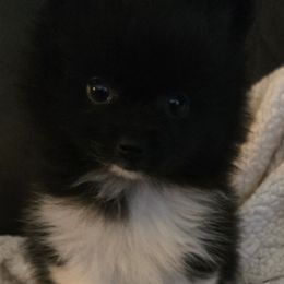 Pepe - Black parti male Pomeranian puppy in Pickton, Texas from Mandy's Precious Poms