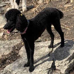 Poodles from Tender Kennels