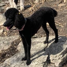 Poodles from Tender Kennels