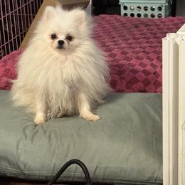 Theodore - Pomeranian