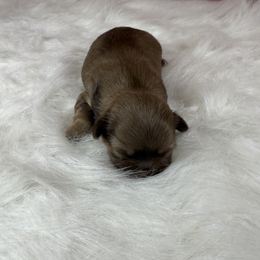 Boy 3 - male Shih Tzu puppy in Columbia, Kentucky from Lisa Bandy Shih Tzu