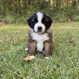 Saint Bernard Puppies from Magnolia Saint Bernards