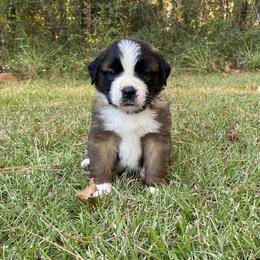 Saint Bernard Puppies from Magnolia Saint Bernards