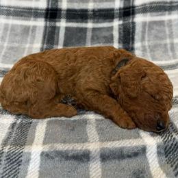 Black Collar Male - Red  male Goldendoodle puppy in Pasadena, Texas from Knightsbane Standard Poodles