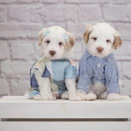 Australian Labradoodle Puppies from Integrity Labradoodles
