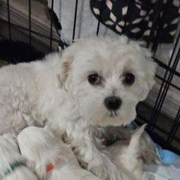 Cloey - Maltese