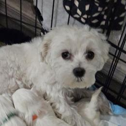 Cloey - Maltese
