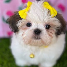Seashell - Gold and white female Shih Tzu puppy in San Tan Valley, Arizona from My Puppy Tzu
