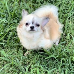 Harley - Fawn female Chihuahua puppy in Sulphur Springs, Texas from TipTop Chihuahuas