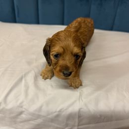 Green - Chocolate and tan male Dachshund puppy in Poolville, Texas from Horton Hears a Weenie