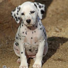 Female 2 - White and black female Dalmatian puppy in Lake Mathews, California from Bully Market