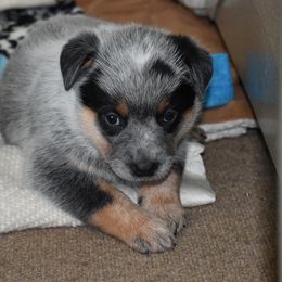 Australian Cattle Dog Puppies from Lyla Hinman