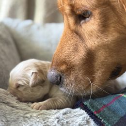 Male - Golden male Golden Retriever puppy in Satellite Beach, Florida from Barrier Island Goldens