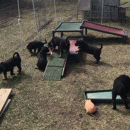 Rottweiler Puppies from Premier Rottweilers