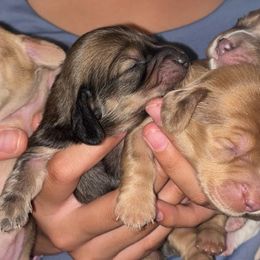 Dachshund Puppies from Dreamy Creamies
