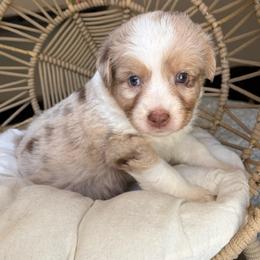 Sadie - Red merle female Australian Shepherd puppy in Grants Pass, Oregon from Carmel Mountain Aussies