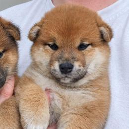 Rei - Red female Shiba Inu puppy in Marianna, Florida from Diwasou