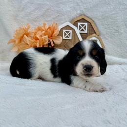 Grayson - Piebald male Dachshund puppy in Colbert, Oklahoma from Brooke Crenshaw