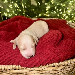 Boy 3 - male Dachshund puppy in Denair, California from Doxie Lux