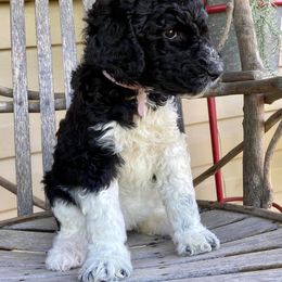 Poodle Puppies from Di’s Parti Poodles