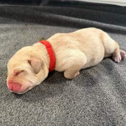 Garnet - Yellow male Labrador Retriever puppy in Rock Hill, South Carolina from North Star Retrievers