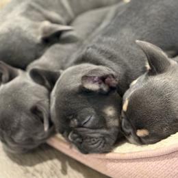 French Bulldog puppies from MO Frenchie Kisses