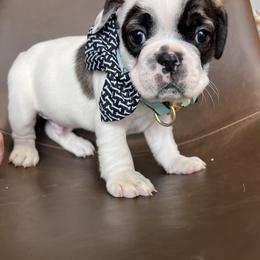 French Bulldog Puppies from The Frenchie Ravine Connection LLC
