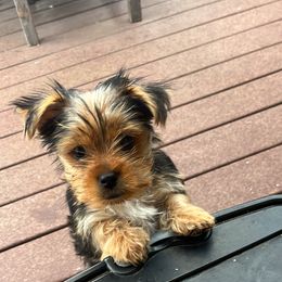 Yorkshire Terrier Puppies from Sharon Gellerman's Yorkshire Terriers