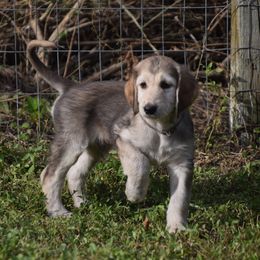 Boy 1 - Blue and cream male Afghan Hound puppy in Cape Coral, Florida from Qadim Afghan Hounds