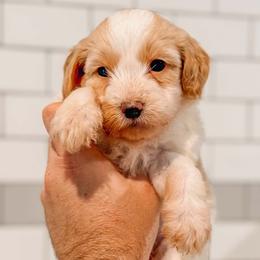 Mittens - Parti female Goldendoodle puppy in Iola, Texas from Supreme Doodles of Texas