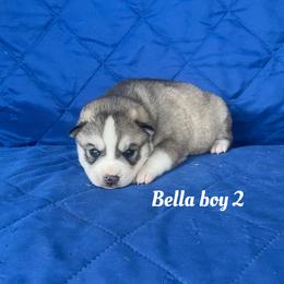 Bella boy 2 - Gray and white male Siberian Husky puppy in Ocala, Florida from Florida Husky Puppies