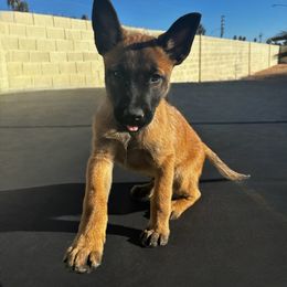 Belgian Malinois Puppies from Care 2 Protect