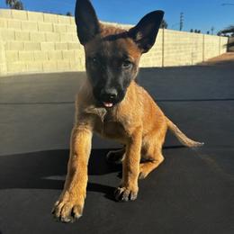 Belgian Malinois Puppies from Care 2 Protect