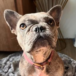 Stormy - French Bulldog
