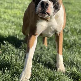 Ginny - Boxer