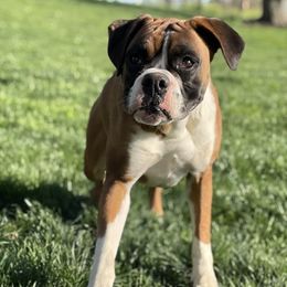 Ginny - Boxer