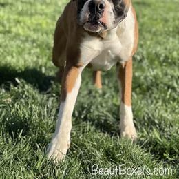 Ginny - Boxer