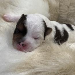 Yorkshire Terrier puppies from Maranatha Yorkies - Stockton