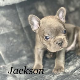 French Bulldog Puppies from Fabled Frenchies
