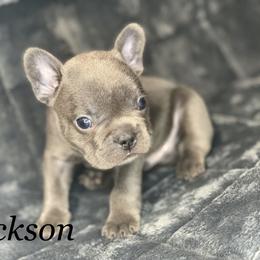 French Bulldog Puppies from Fabled Frenchies