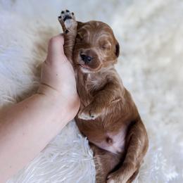 Caleb - Apricot male Goldendoodle puppy in Reeds Spring, Missouri from As Good As Goldendoodles and more