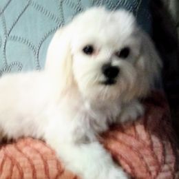 Monte - Maltese
