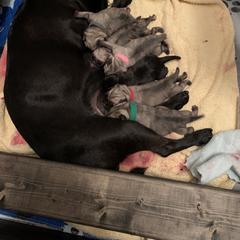 Pug Puppies from Living the Dream Pugs